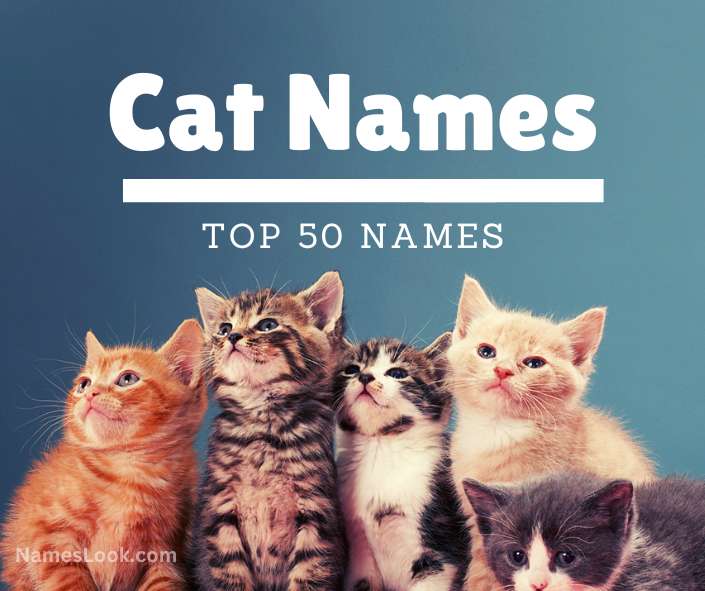 Top 50 Cat Names: From Whiskers to Mittens, We've Got You Covered