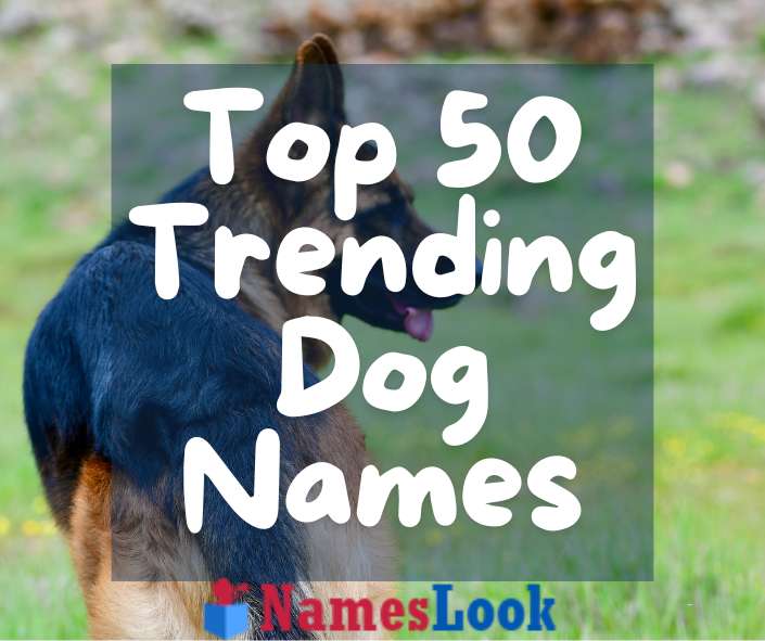 Top 50 Trending Dog Names: What's Hot in Canine Naming Trends